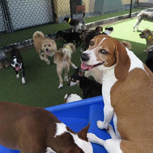A smiling dog looks at the camera while dogs around him play outside